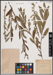 Salix aurita L. x Salix viminalis L.